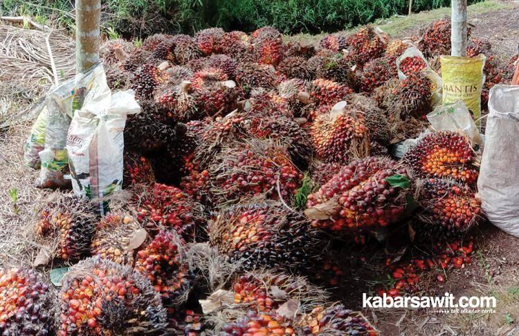 Dipengaruhi Harga CPO, Harga TBS di Bengkulu Rp 2.000/Kg