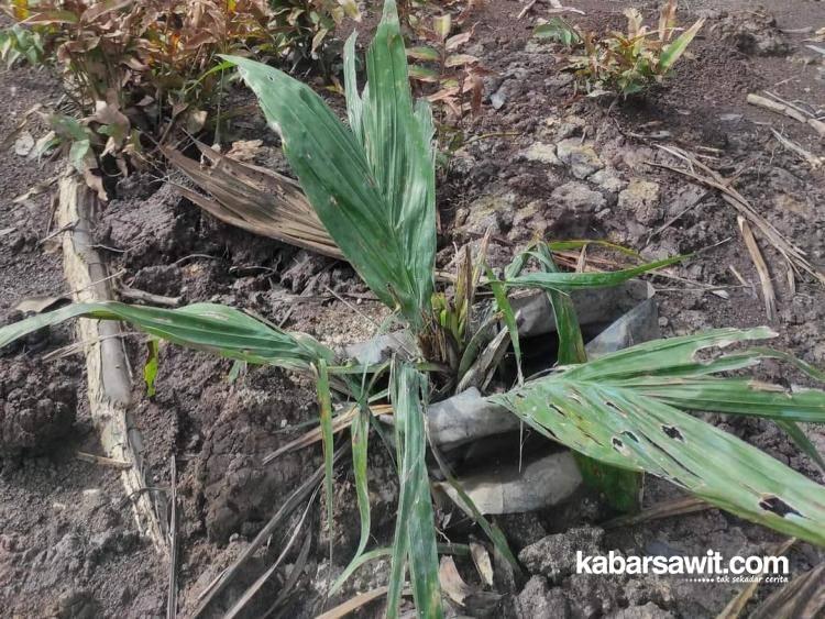Kelapa Sawit Rentan Diserang Hama dan Penyakit, Petani Harus Tau Ini!