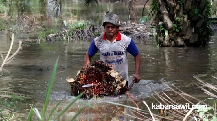 Petani Tak Perlu Takut! Pengurangan Jatah Ekspor CPO Diprediksi Tak Ganggu Harga TBS 