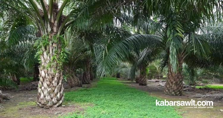 Tanam Arachis di Kebun Sawit, Patani Menang Banyak