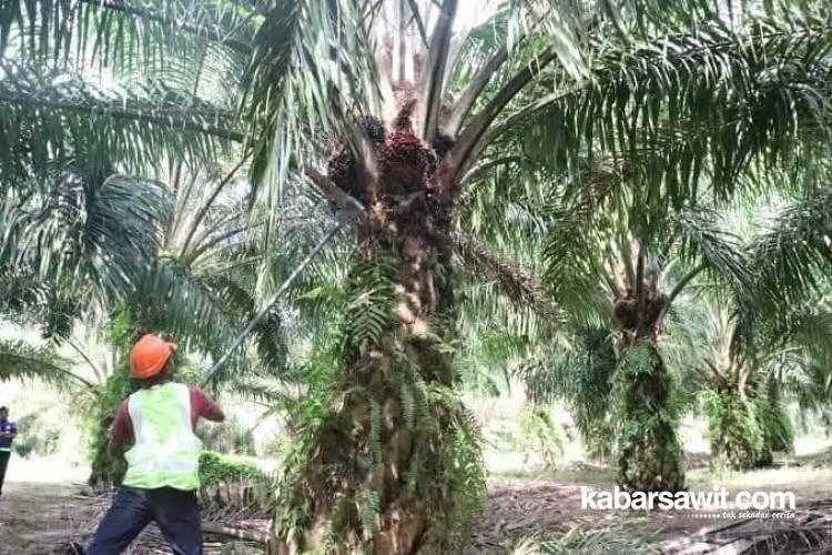 Biaya Pemanen Sawit Mahal, Petani Pilih Panen Sendiri
