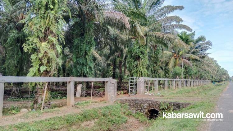 Oalah..., Kades Ini Diduga Bikin Pagar Kebun Sawit Orang Tuanya Dari Dana Desa