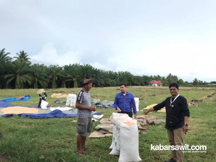 Program KUR BSI Sangat Diminati Petani Sawit Seluma, Ini Buktinya