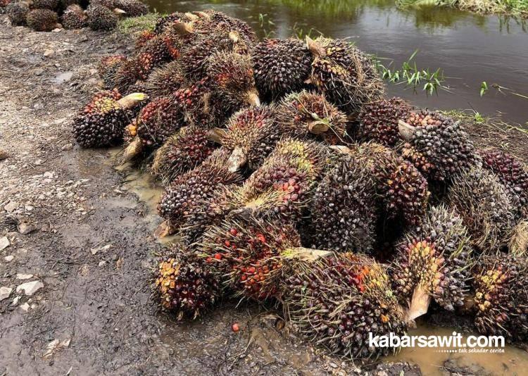 Turun Tipis, Berikut Harga Sawit di Riau 