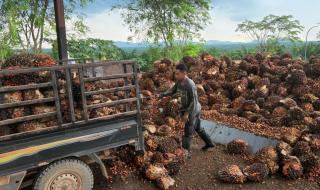 Saatnya BUMDes Bisnis Jual-Beli TBS