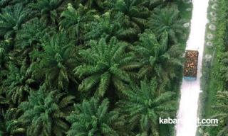 Gegara Permentan 3 Tahun 2022, Petani Gigit Jari