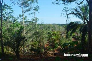 Menunggu Kinerja KPHP Terkait 500 Hektare Sawit di Hutan Mukomuko