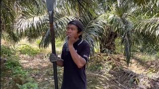 Rata-rata Buruh Sawit Perokok Aktif, BPS: Penyebab Kemiskinan!