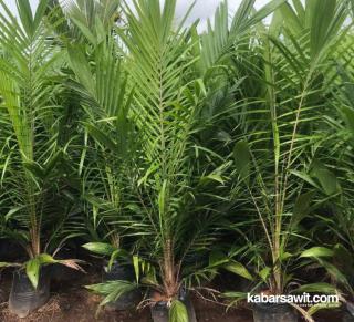 Pemkab Bengkulu Utara Sediakan Bibit Sawit dengan Harga Terjangkau 