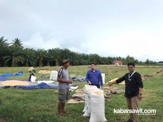 Program KUR BSI Sangat Diminati Petani Sawit Seluma, Ini Buktinya