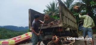 Rata-rata Rp2.331/Kg, Berikut Update Harga Sawit se-Indonesia 