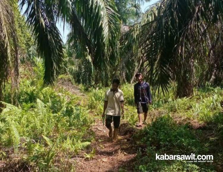 Biar Tak Timbul Kecurigaan, Hasil Audit BPKP Terkait Kebun Sawit Harus Dipublikasikan