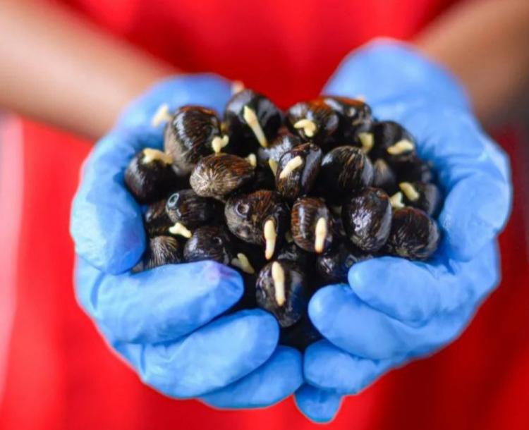 GAPKI Sebut Tak Masalah Ekspor Benih Sawit, Stok Melimpah!