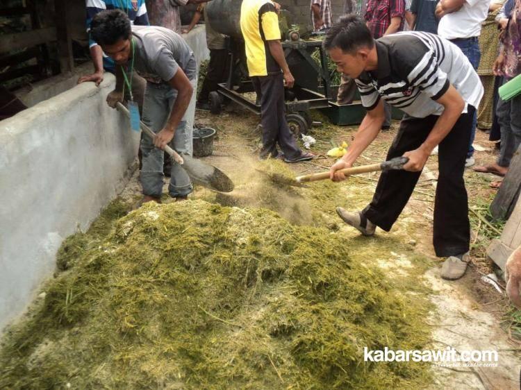 Pupuk Berbahan Pelepah Sawit Bikin Hasil Tanaman Kedelai Moncer 