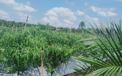 Integrasi Sawit-Cabai Bisa Tekan Inflasi