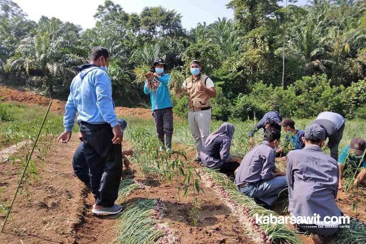 Petani Mukomuko Kembangkan Bawang Merah di Tengah Kebun Sawit