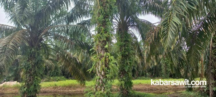 300 Hektare Kebun Sawit di Kabupaten Agam Sudah Layak Direplanting 