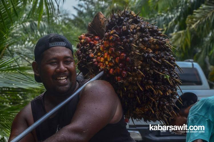 Harga Sawit di Kalsel Masih Aman, Sekilo Masih Rp2.000-an