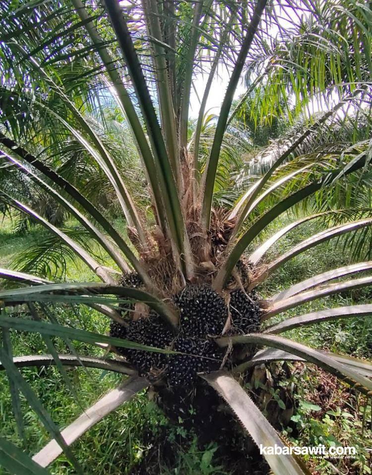 Jangan Panen Sawit Mentah