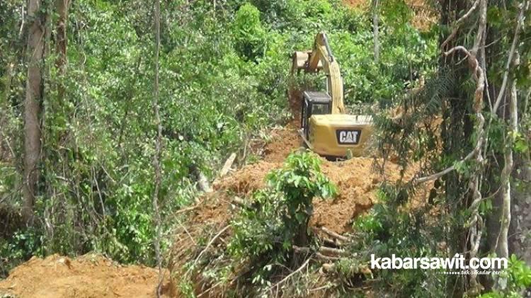 Pelaku Perambahan Hutan Dilaporkan ke Polda Bengkulu