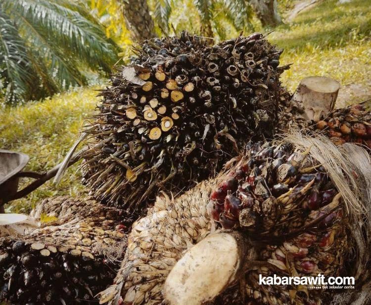 Target Investasi Mukomuko Tahun Ini Rp2 Triliun, Sektor Sawit Jadi Andalan