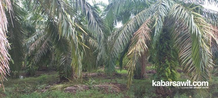 Capaian PSR di Sumbar Masih Rendah, APKASINDO: Prosesnya Berbelit-belit 