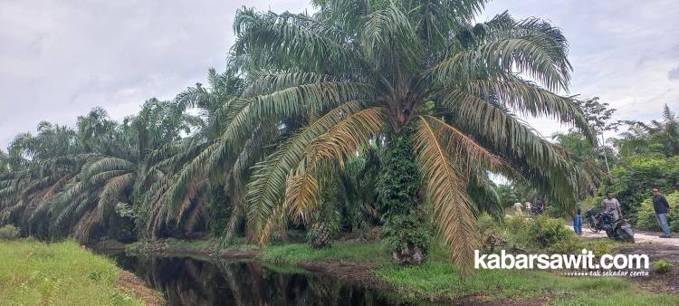 Petani, Ada Kabar Baik Nih! Batang dan Pelepah Sawit Bisa Jadi Duit, Loo...