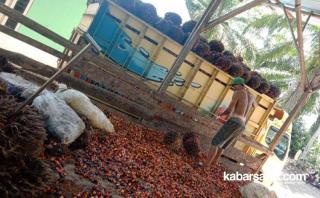 Harga Sawit di Provinsi Bengkulu 