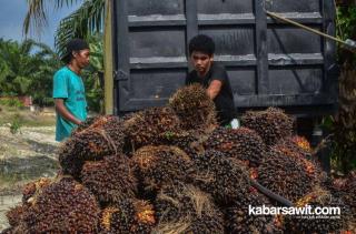 Belasan Pabrik Kelapa Sawit di Mukomuko Hasilkan 870 Ton CPO per Jam