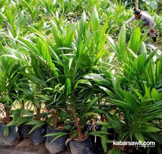Mendapat Cuan Dari Bibit Sawit 