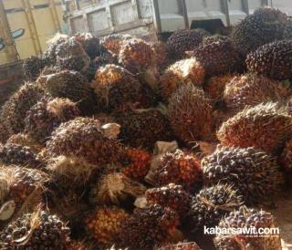 Bos Sawit Makin Heppy, Harga CPO Terbang Lagi!