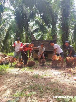 HUT Mukomuko Berkah Bagi Petani Sawit!