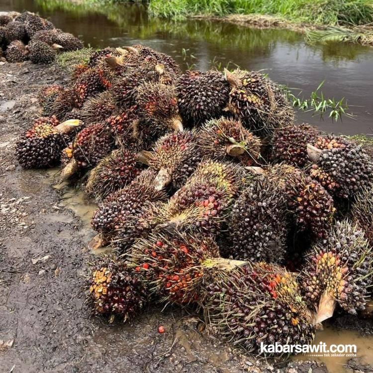 GAPKI Terus Lawan Kampanye Hitam Sawit di Eropa 