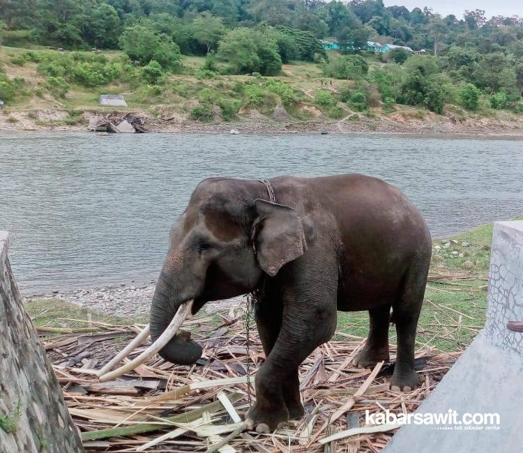 Petani Sawit di Merga Sakti 