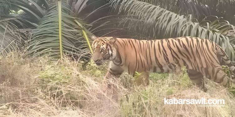 Petani di Mukomuko Resah, Ada Harimau Mondar-mandir di Kebun Sawit