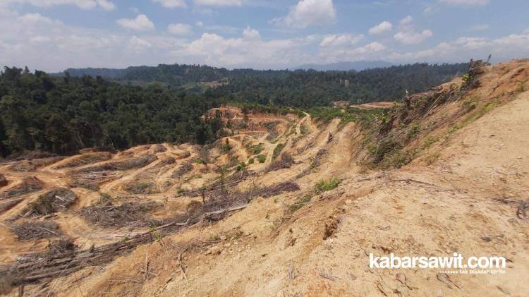 Perusahaan Rambah Hutan Diminta Angkat Kaki