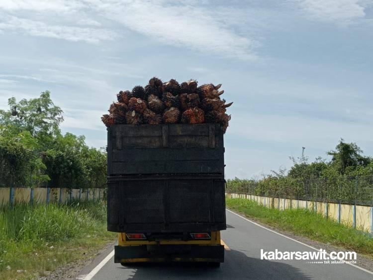 Turun Tipis, Harga Sawit di Kalbar Rp2.661,93/Kg