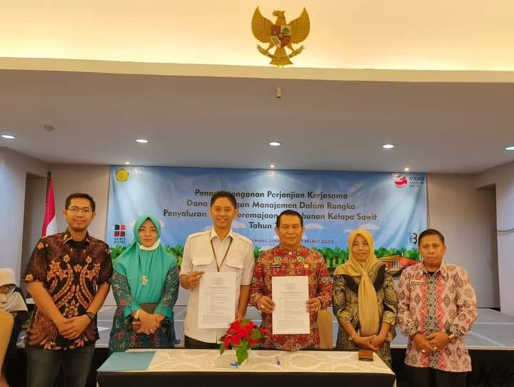 Dana Replanting Sawit di Bengkulu Tengah Akan Cair...