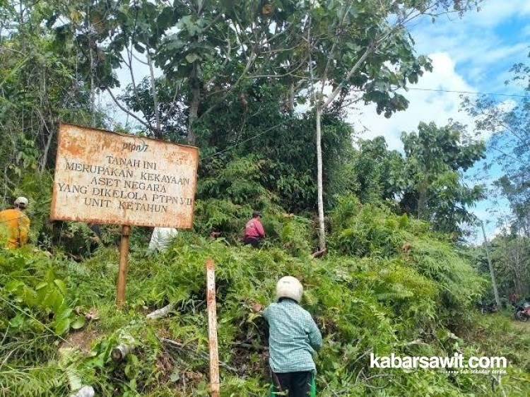 1.000 Hektare Lahan PTPN Ketahun Digarap Warga Terdampak Abrasi