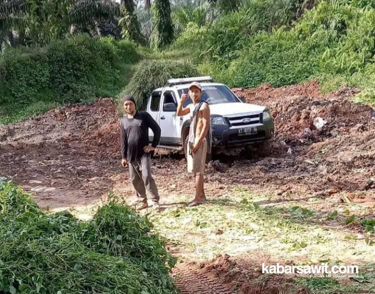 Gulma Sawit Bisa Jadi Pakan Ternak