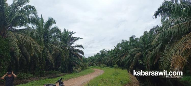 Soal Kawasan Hutan, Petani Jangan di Anak Tirikan