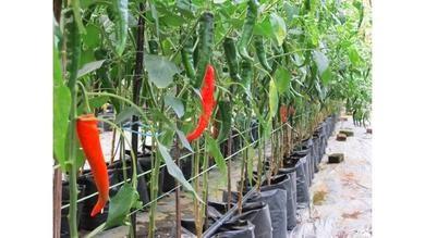 Warga Bengkulu Diminta Manfaatkan Lahan Kosong di Kebun Sawit untuk Tanam Cabai 