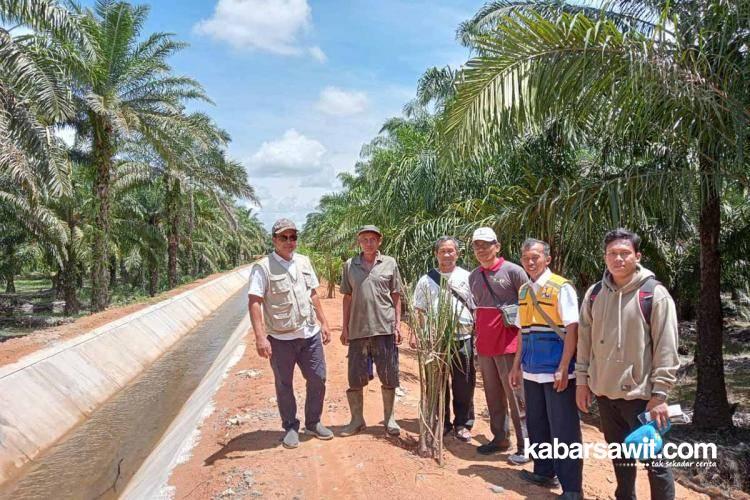 Warga Mukomuko Tanami Sawit di Atas Tanggul Irigasi, Ini Penyebabnya 