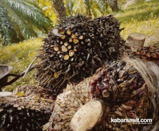 Riau Paling Tinggi, Berikut Harga TBS Sawit di Indonesia 