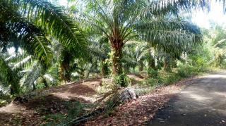 Sawit Trek, Kredit Petani Macet