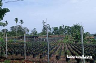 Sediakan Bibit Sawit Unggul Sebelum Replanting 