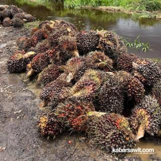 Petani Berharap Harga Sawit Rp3.000 Lagi!