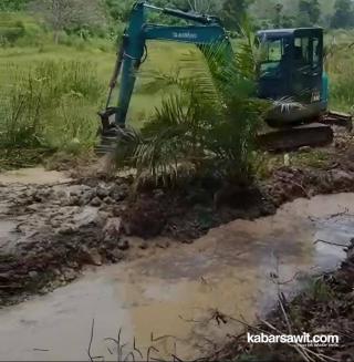 Petani Sawit Bangun Irigasi Mandiri