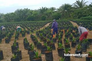 PPBTPI: BABE-Bun Dapat Tekan Penggunaan Benih Sawit Abal-Abal