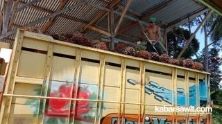 Harga Sawit di Sumut Turun Jadi Rp2.861,52 per Kilogram 